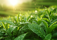 春天雨后阳光茶园绿色茶叶图片