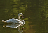  Photo of white wart nosed swan in the river