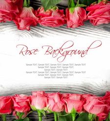 情人节玫瑰背景图片