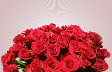 妇女节玫瑰花束图片